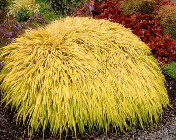 Hakonechloa Macra